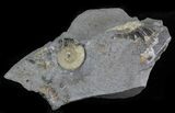 Promicroceras Ammonite - Dorset, England #30732-1
